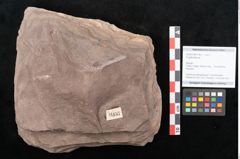 Foto (Objekt + Etikett) von Engelhardtia sp. (NHMW-GEO-2024-0188-11457)